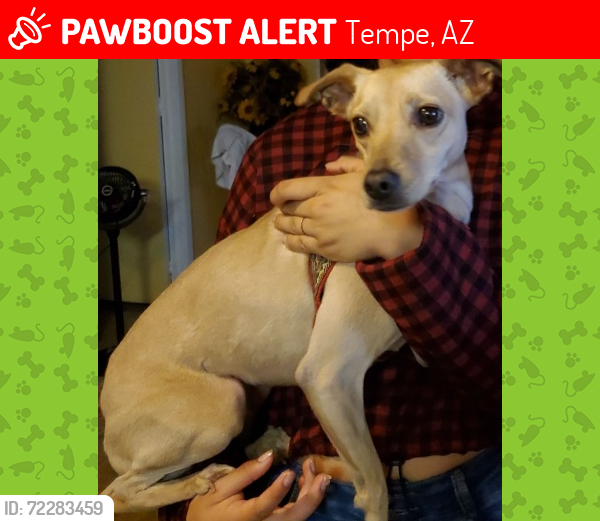 Lost Female Dog last seen Baseline Rd  and Kyrene  ,near at the gas station , Tempe, AZ 85283