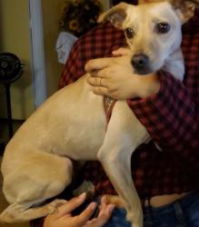 Lost Female Dog last seen Baseline Rd  and Kyrene  ,near at the gas station , Tempe, AZ 85283