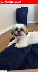 Lost Male Dog last seen San Sebastian Prado/W SR-436, Altamonte Springs, FL 32714