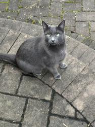 Found/Stray Unknown Cat last seen Corner Ketch, Newark, DE 19711