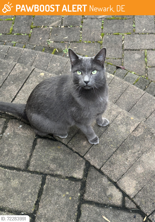 Found/Stray Unknown Cat last seen Corner Ketch, Newark, DE 19711
