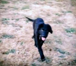 Lost Female Dog last seen  N 12 & cowlitz way, Kelso, WA 98626