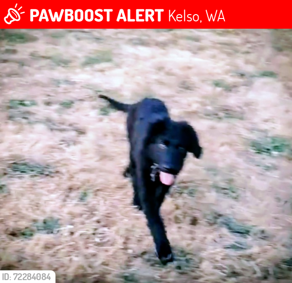 Lost Female Dog last seen  N 12 & cowlitz way, Kelso, WA 98626