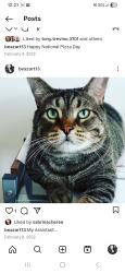 Lost Male Cat last seen West Gulf Bank Rd, Houston, TX 77040