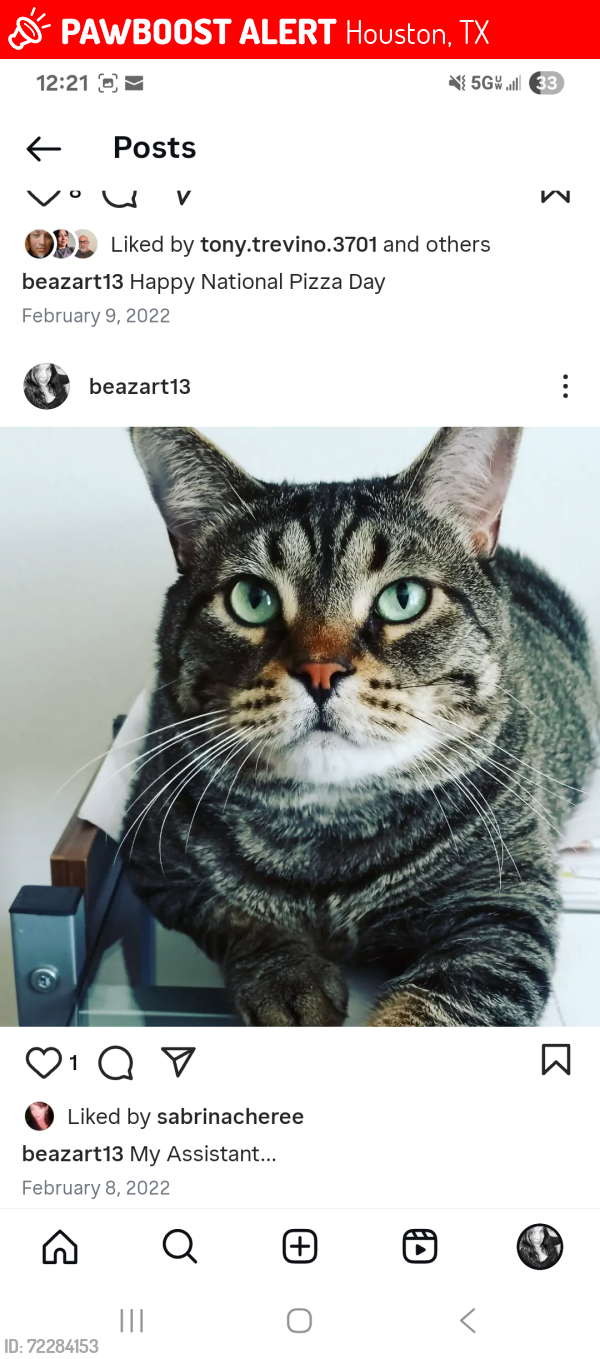 Lost Male Cat last seen West Gulf Bank Rd, Houston, TX 77040