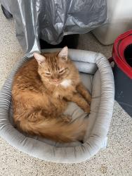 Lost Male Cat last seen Louisiana Ave, Georgia, Madison st, Gulf middle school, New Port Richey, FL 34653