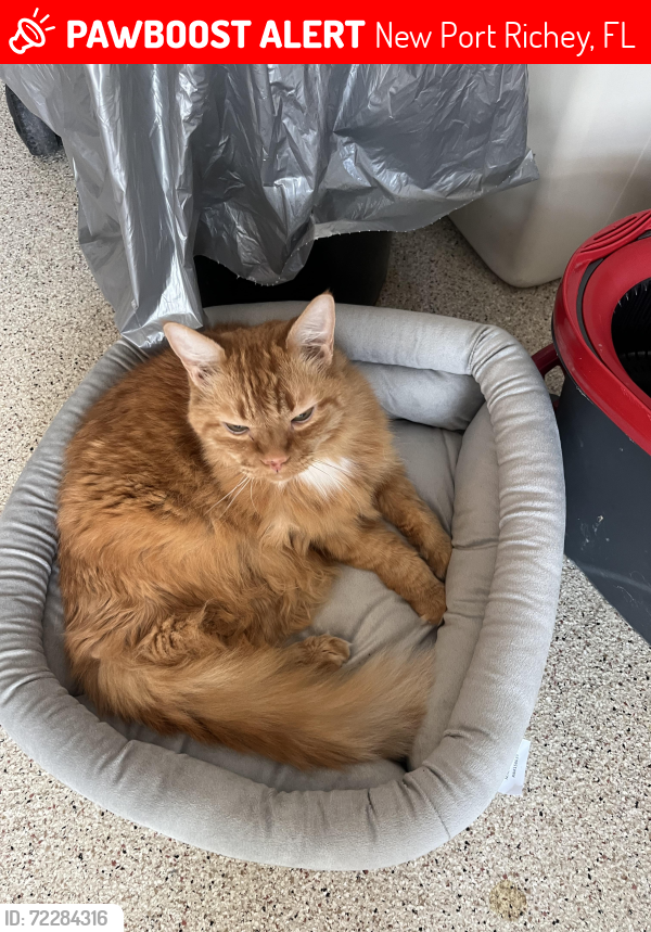 Lost Male Cat last seen Louisiana Ave, Georgia, Madison st, Gulf middle school, New Port Richey, FL 34653