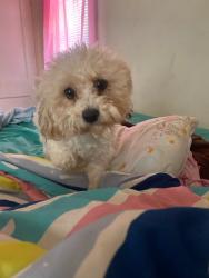 Lost Male Dog last seen North Ave , Milwaukee, WI 53208