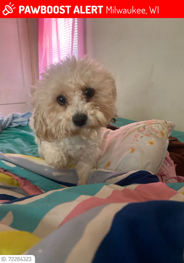 Lost Male Dog last seen North Ave , Milwaukee, WI 53208