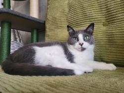 Lost Male Cat last seen 136th street, meridian, South Hill, WA 98374
