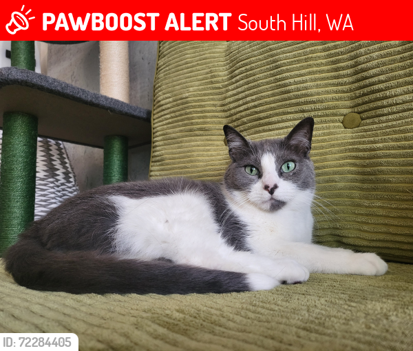 Lost Male Cat last seen 136th street, meridian, South Hill, WA 98374
