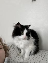 Lost Male Cat last seen 17th St W and Ave K-8, Lancaster, CA 93534