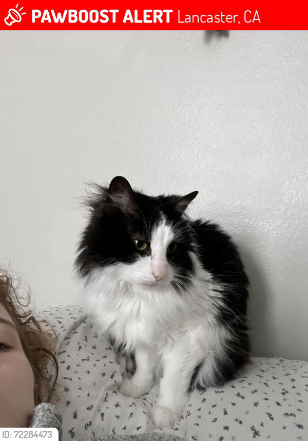 Lost Male Cat last seen 17th St W and Ave K-8, Lancaster, CA 93534