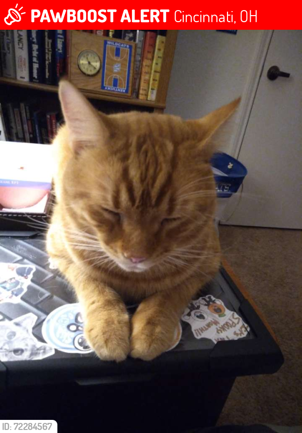 Lost Male Cat last seen Near Dartmouth circle , Cincinnati, OH 45244