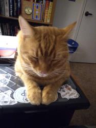 Lost Male Cat last seen Near Dartmouth circle , Cincinnati, OH 45244