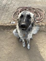 Lost Female Dog last seen 11th street, nuevo, ca, Nuevo, CA 92567