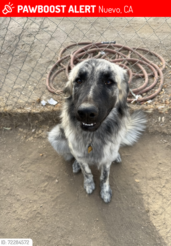 Lost Female Dog last seen 11th street, nuevo, ca, Nuevo, CA 92567