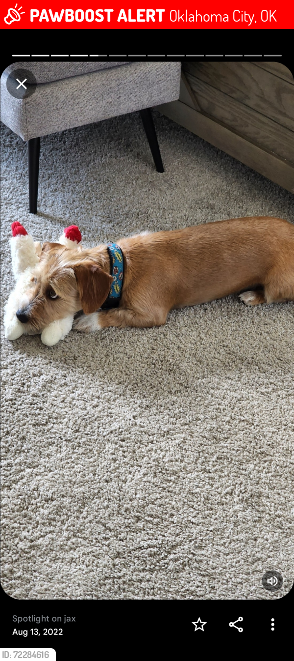 Lost Male Dog last seen 8th Street and walker, Oklahoma City, OK 73102