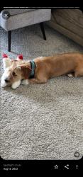 Lost Male Dog last seen 8th Street and walker, Oklahoma City, OK 73102