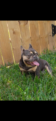Lost Male Dog last seen Near state hwy 21 w, Cedar Creek, TX 78612