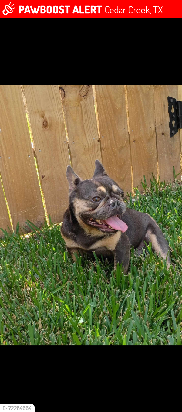 Lost Male Dog last seen Near state hwy 21 w, Cedar Creek, TX 78612