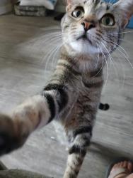 Lost Female Cat last seen Thomas and 36th St., Phoenix, AZ 85008