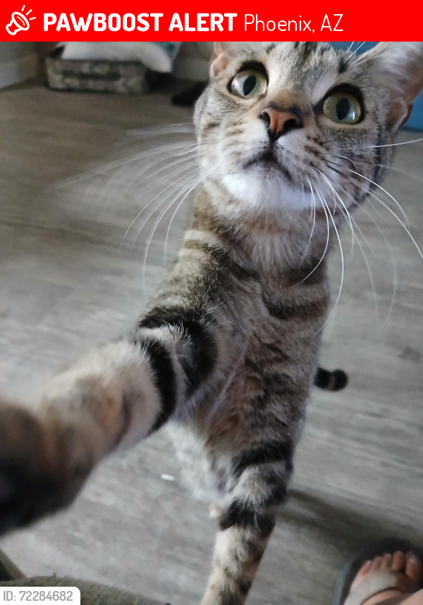 Lost Female Cat last seen Thomas and 36th St., Phoenix, AZ 85008