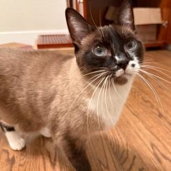Lost Male Cat last seen Meckel Way and Tufts Street, North Highlands, CA 95841
