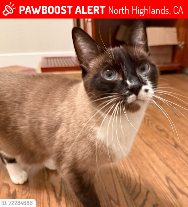Lost Male Cat last seen Meckel Way and Tufts Street, North Highlands, CA 95841