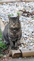 Lost Male Cat last seen Deerpark rd, Nebo, NC 28761