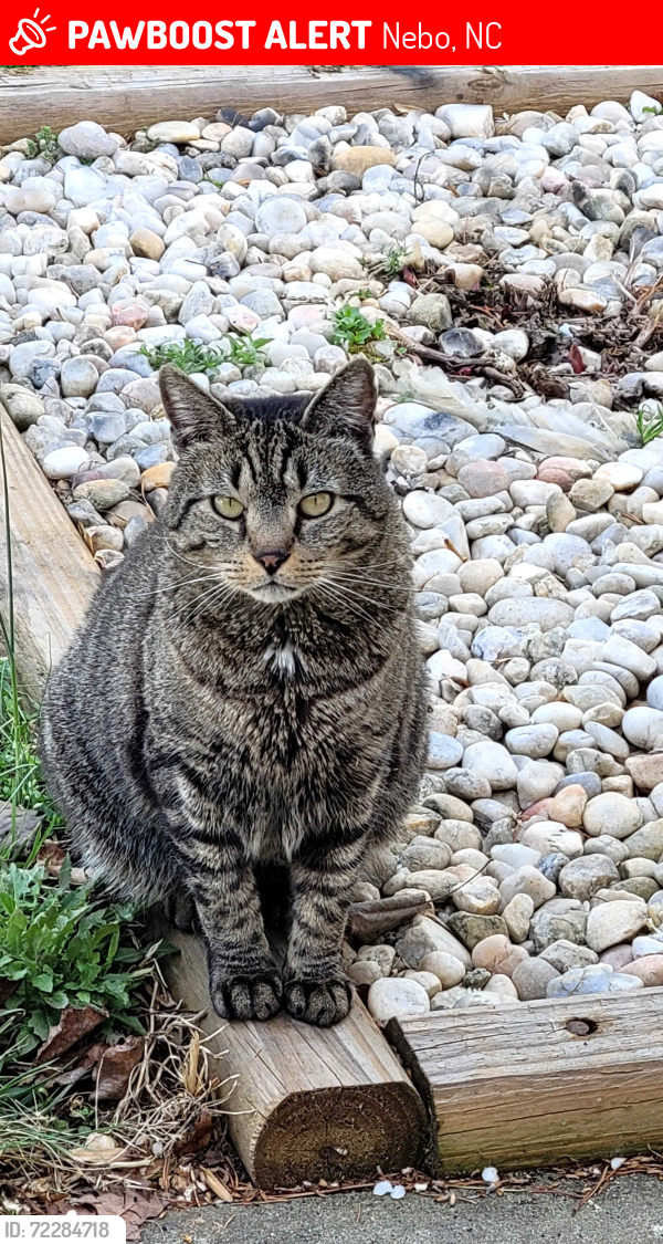 Lost Male Cat last seen Deerpark rd, Nebo, NC 28761