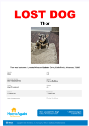 Lost Male Dog last seen Alexander Rd and Vimy Ridge Rd, Alexander, AR 72022