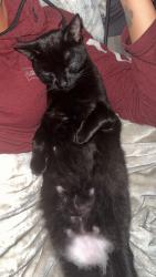 Lost Female Cat last seen Near , Lyman, SC 29365