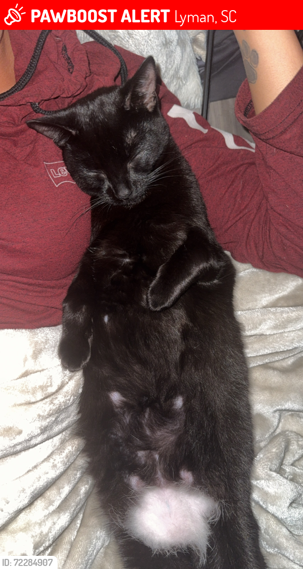 Lost Female Cat last seen Near , Lyman, SC 29365