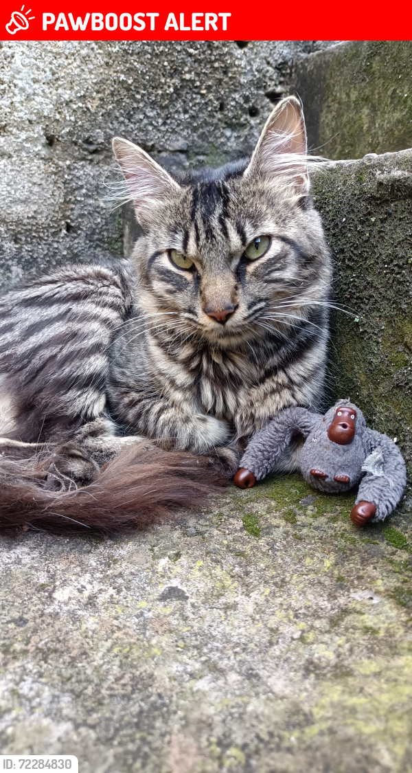 Lost Male Cat last seen Lo vieron por última vez sobre las vías de arriba , Xalapa-Enríquez, Ver. 