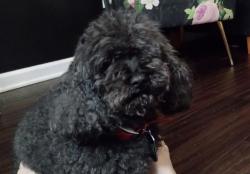 Lost Male Dog last seen Dawes, Wheaton, IL 60189