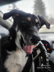 Lost Female Dog last seen Centre street and sixteenth avenue area I’m told by the co-op. , Calgary, AB T2E 7Y2