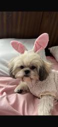 Lost Female Dog last seen Las Milpas Rd, Pharr, TX 78577