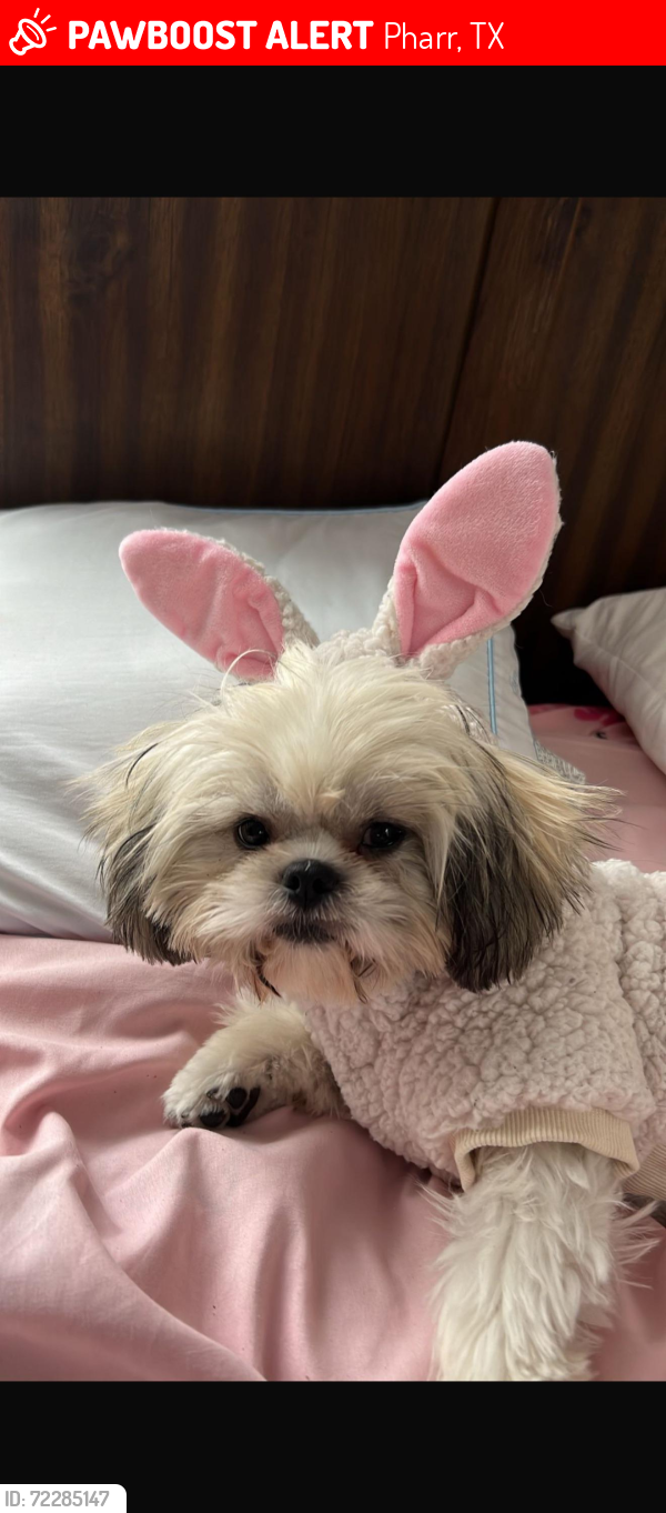 Lost Female Dog last seen Las Milpas Rd, Pharr, TX 78577