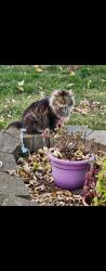 Lost Male Cat last seen Teapot Ln, Reynoldsburg , Columbus, OH 43068