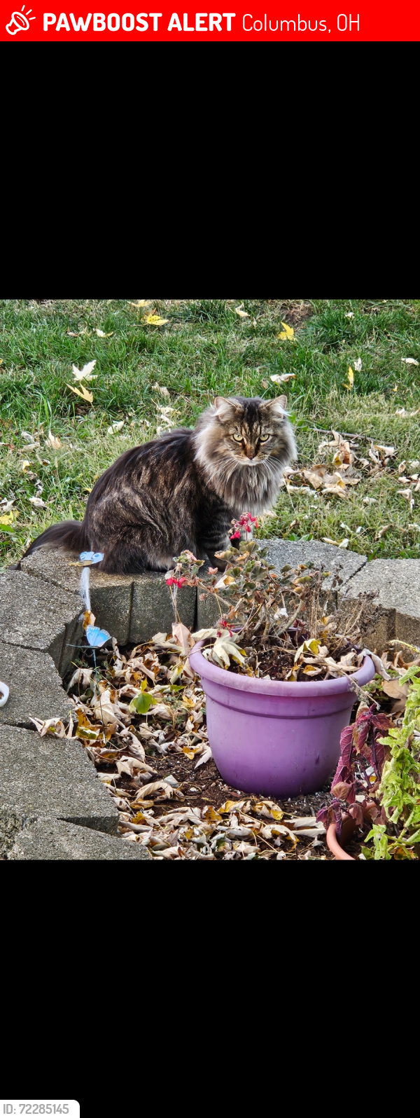 Lost Male Cat last seen Teapot Ln, Reynoldsburg , Columbus, OH 43068