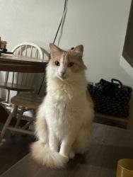Lost Male Cat last seen Kenbrooke and Michigan , Kalamazoo, MI 49006