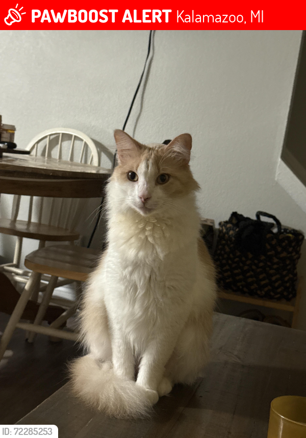 Lost Male Cat last seen Kenbrooke and Michigan , Kalamazoo, MI 49006
