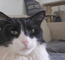 Lost Male Cat last seen Border, Joshua Tree, CA 92252