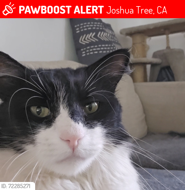 Lost Male Cat last seen Border, Joshua Tree, CA 92252