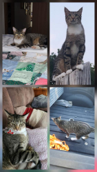 Lost Female Cat last seen Between Pleasant Valley and Pressonville on K68 in Miami County , Paola, KS 66071