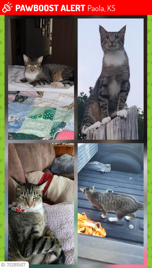 Lost Female Cat last seen Between Pleasant Valley and Pressonville on K68 in Miami County , Paola, KS 66071