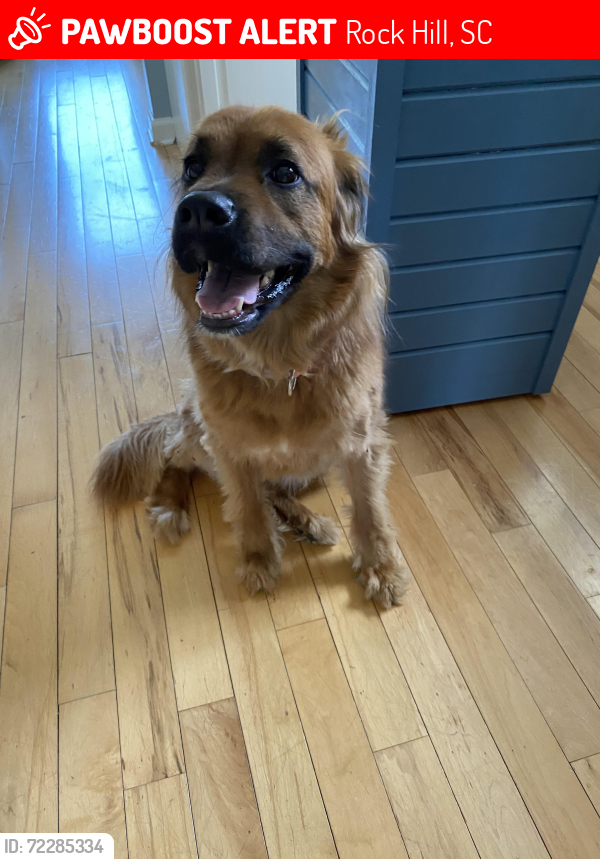 Lost Female Dog last seen Rosewood Dr/hidden forest, Rock Hill, SC 29732