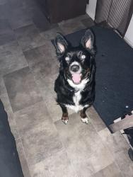 Lost Female Dog last seen Hwy 242 , Conroe, TX 77302