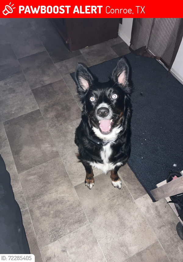 Lost Female Dog last seen Hwy 242 , Conroe, TX 77302